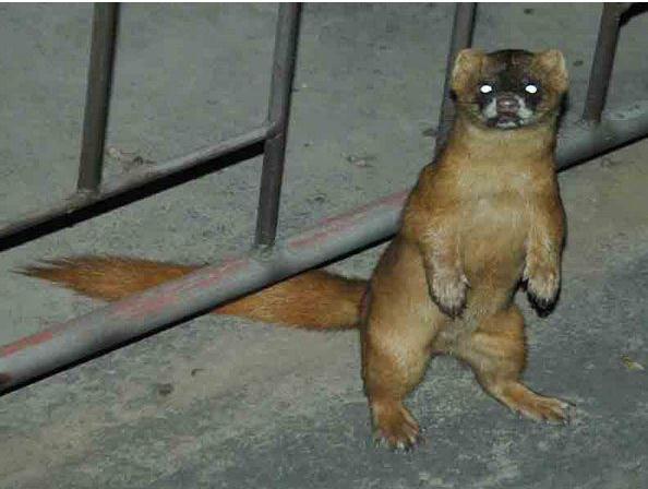 家里跑进来一只黄鼠狼,怎样才能将它驱赶走?