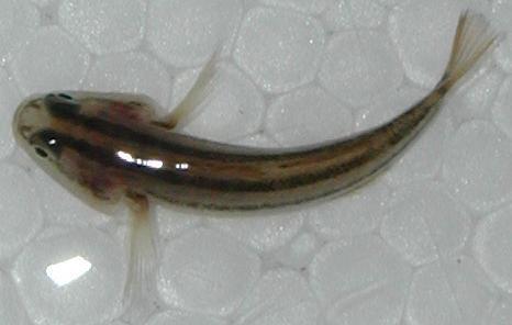 鱼类图片太小不宜分辨     可能是      鰕虎鱼科      gobiidae