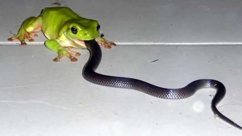 青蛙吃蛇? 食物链颠倒!