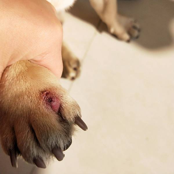 狗狗脚趾增生症状图片图片