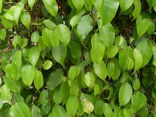 什么是土槿树叶,是什么样子的,求图片