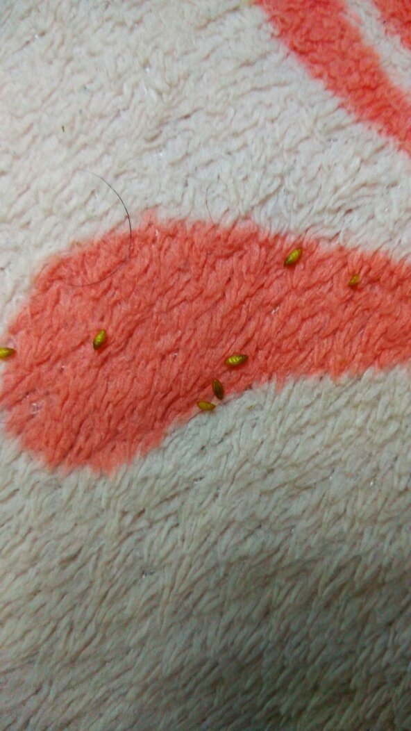 红色虫子像蚂蚁图片