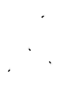 蚂蚁爬行动图图片