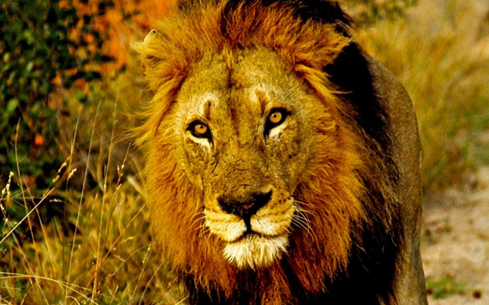 坏男孩雄狮秃尾巴消失前的最后影像