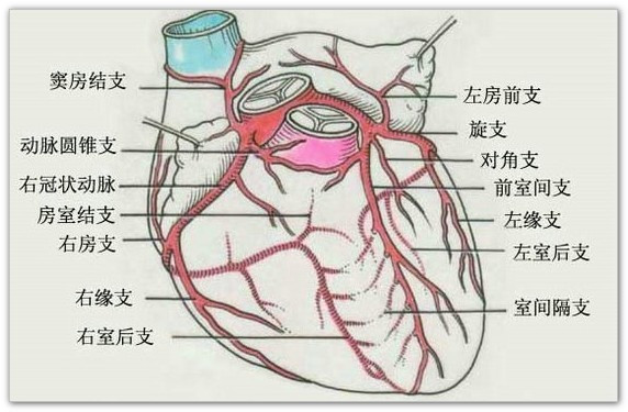 冠脉供血区域图解图片