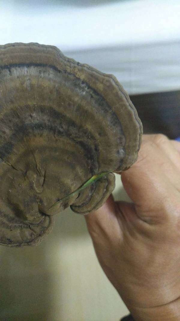 偶然在山上采到一颗好像灵芝的菌类,求鉴别,是否有毒,是什么品种?