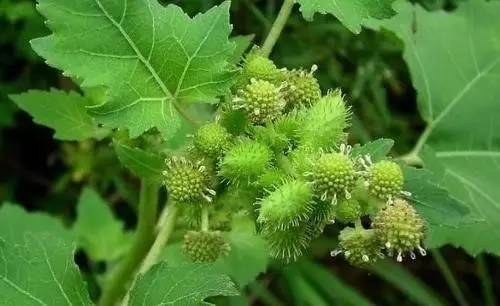 苍耳代表什么?有什么意思