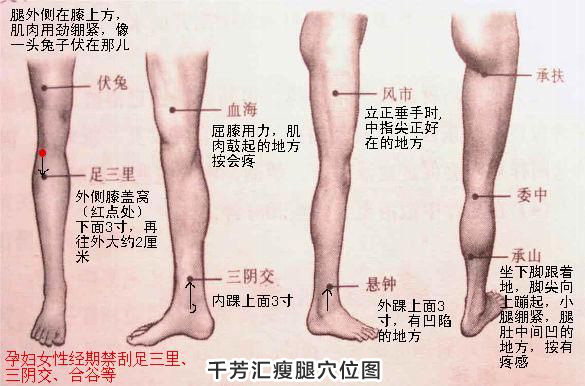 这个是腿部的穴位图,希望对你有用