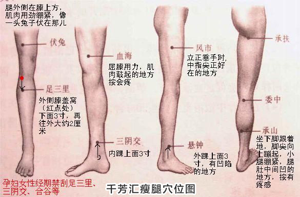 大腿上减肥经络图图片