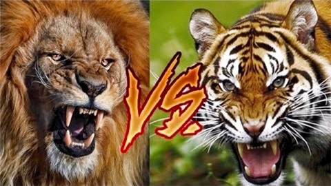 狮子和老虎单挑谁厉害图片