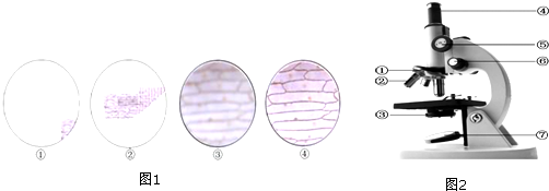 如图分别为观察洋葱鳞片叶表皮细胞显微镜下的