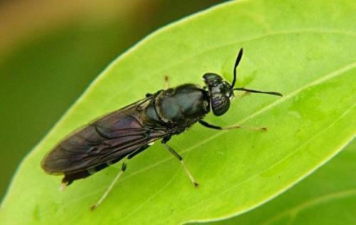 飞虫,会蜇人(应该不太会主动),黑色有双翼,大小约一个半到两个苍蝇差
