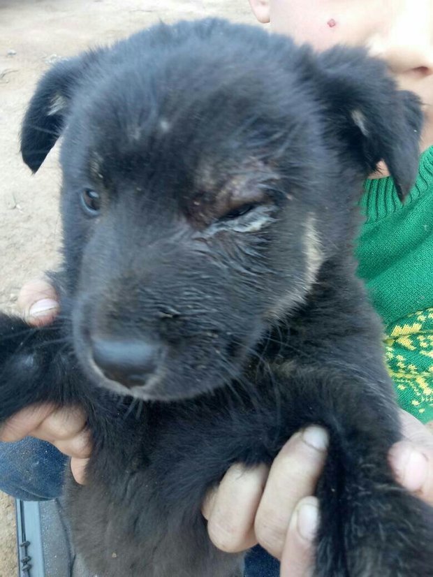 一个月的小狗眼睛化脓了怎么处理?