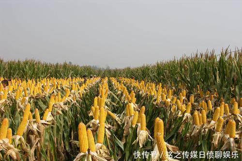 玉米价格黑龙江省