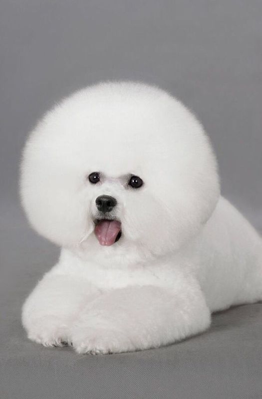 如何分辨比熊犬是否是纯种?