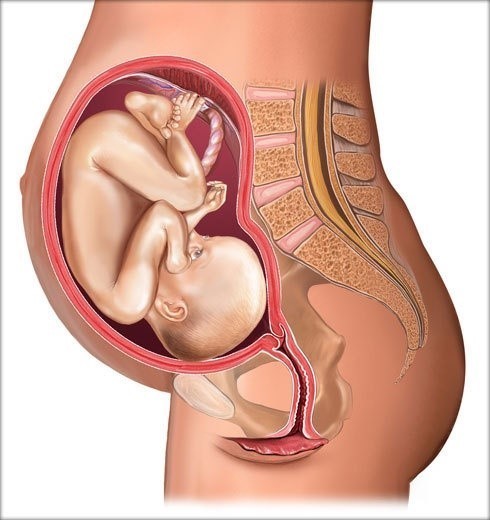 七个月大的胎儿图片图片