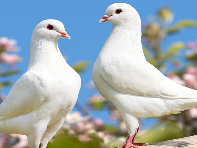 为什么鸽子和橄榄,会被用来代表和平?