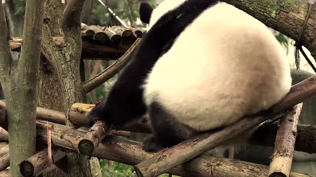 大熊猫:熊猫成绩,成绩甩的电臀舞
