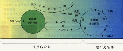 在暗反应阶段中,绿叶从外界吸收来的二氧化碳,不能直接被氢[h]还原.