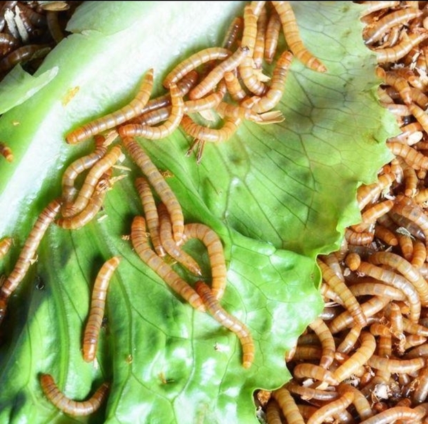 面包虫喜欢吃什么树叶?