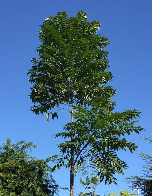 香椿属 别名:春芽树  椿  红椿  椿树  香椿  春菜头  春颠皮  春芽