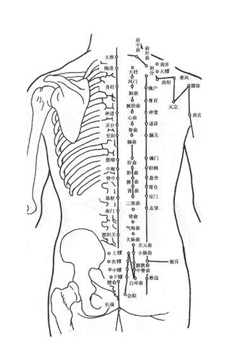 人体血位置结构图高清图片