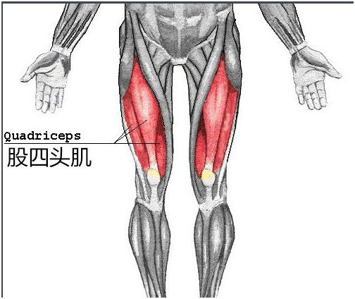 股四头肌指的是哪一部分呢?