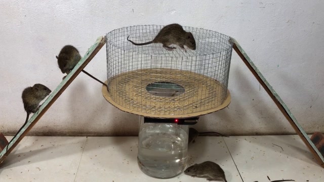 牛人老外自制电网捕鼠器,效果惊人,网友:这些老鼠都不太聪明的样子