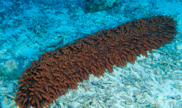 野生海参和养殖海参的营养价值有什么区别?