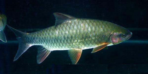 如图     ,     应为     竹百鲤       即      竹鲃鲤       指向