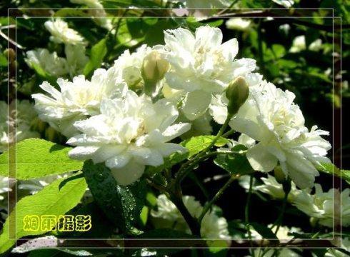 客厅放了一盆十里香开花了,十里香花对人体有害吗?