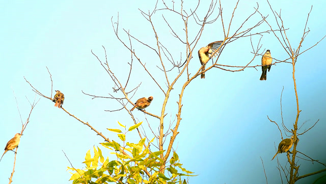 这树上好多鸟飞来飞去的,各种鸟叫声太好听了,画面好美啊