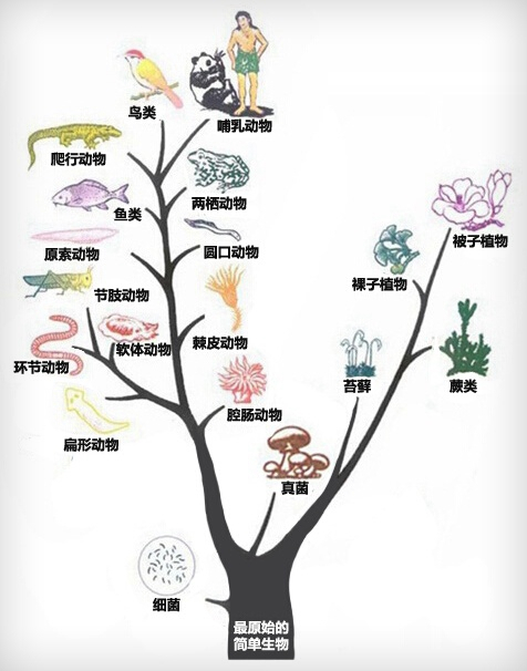 我们人类是鱼进化的吗?