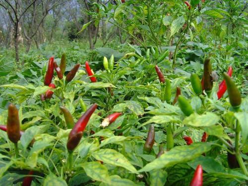 20亩种植辣椒一年收入