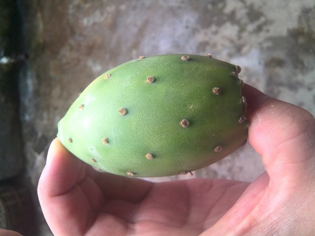 仙人掌上长的这个是什么玩意儿?能吃吗,对身体有害吗?