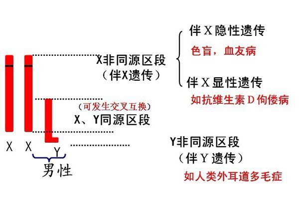 同源染色体的概念图片