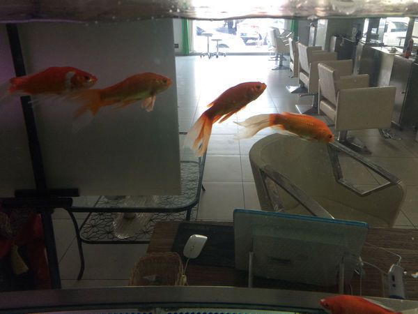 鱼突然成这样,鱼鳍缩着,在水底不动