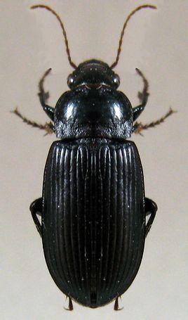 夏天常见的黑色甲虫图片