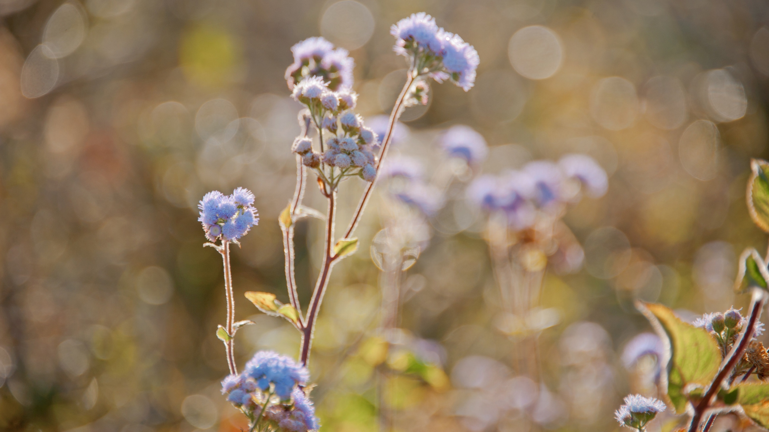 清新淡雅的花儿花卉桌面壁纸[图10]