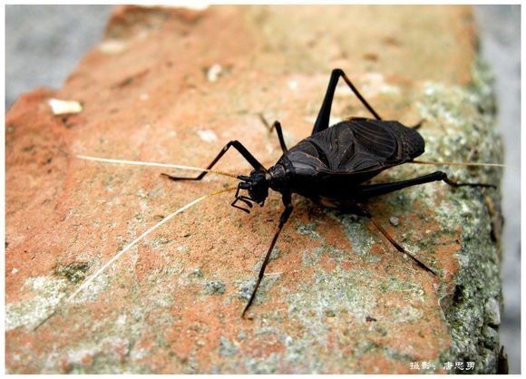 叫声很大,有什么特点?