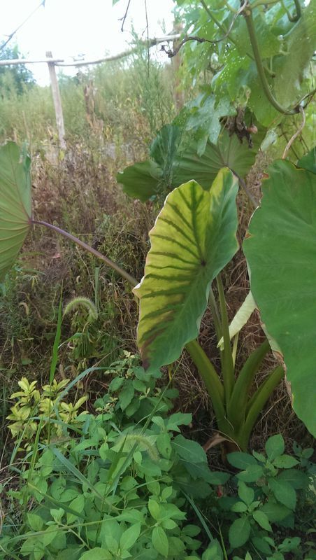 芋头叶发黄怎么回事?