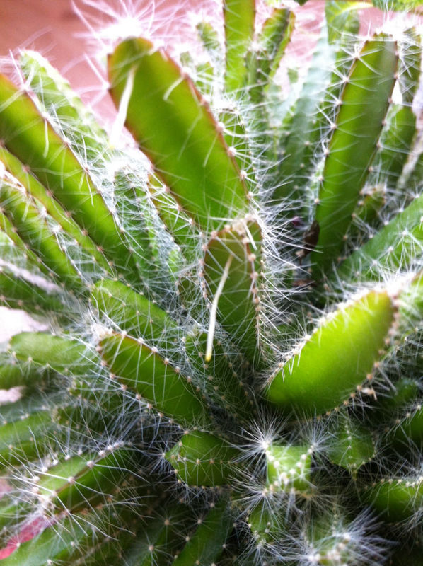 我家的火龙果这是怎么了,为什么长须啊,这个须