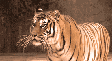 388_212gif 动态图 动图