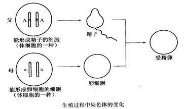 (3)母親的性染色體組成是 .