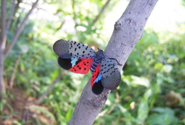 有谁知道怎么对付花大姐么 那种虫子太恶心了