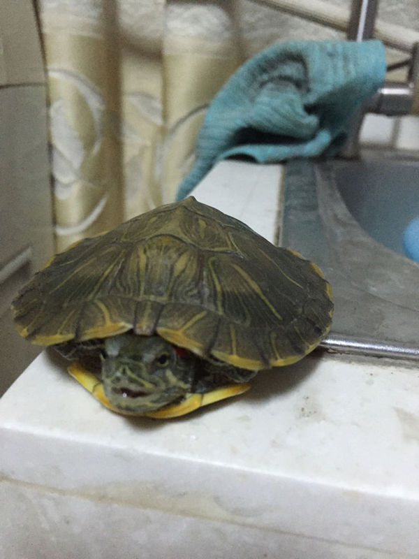 求教,我家的龟龟是什么品种,它最近很少下水,不