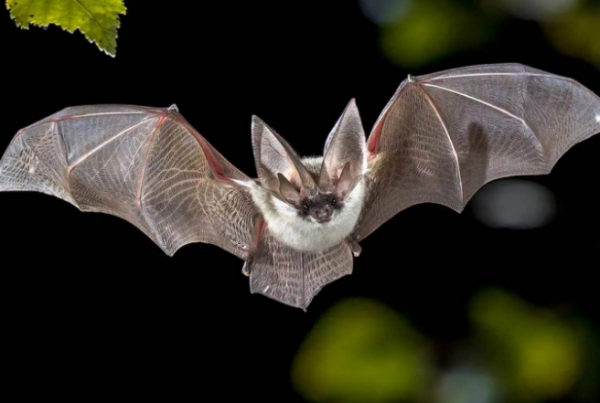 蝙蝠和老鼠长得很相似,它和老鼠是近亲吗?