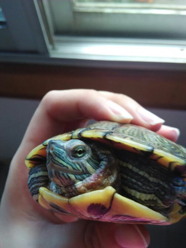 求问,这是乌龟腐皮吗? 该怎么治疗,还是放着不