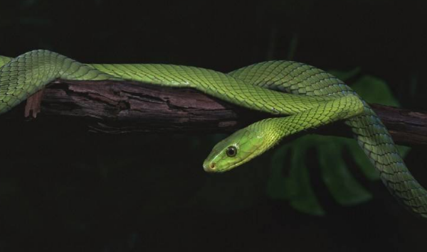 又有蛇,虺,螣,蚺,蜧,蜦等别称,根据品种也会有蝮,蚺,蟒,蝰等近义称呼