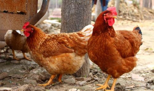 2丈,城门6座,水门4座,内径1华里,1949年前后拆除.全镇面积14.